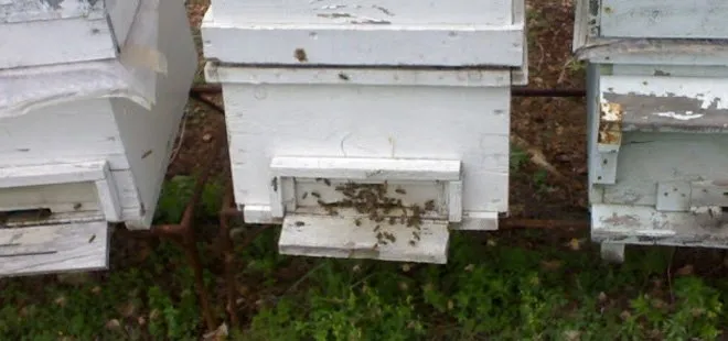 Trakya’da arı ölümler yüzde 30’a ulaştı