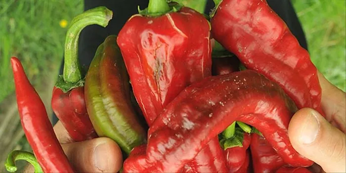 eldeki-biber-acisi-nasil-gecer-iste-denenmis-en-etkili-25-yontem-1720877062679.jpg Eldeki biber acısı nasıl geçer? İşte denenmiş en etkili 25 yöntem... - 2