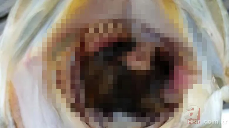 Yakaladığı balığın içinden bakın ne çıktı 🐟 Daha önce böylesi görülmedi | İlk başta çok korktu ama... 1