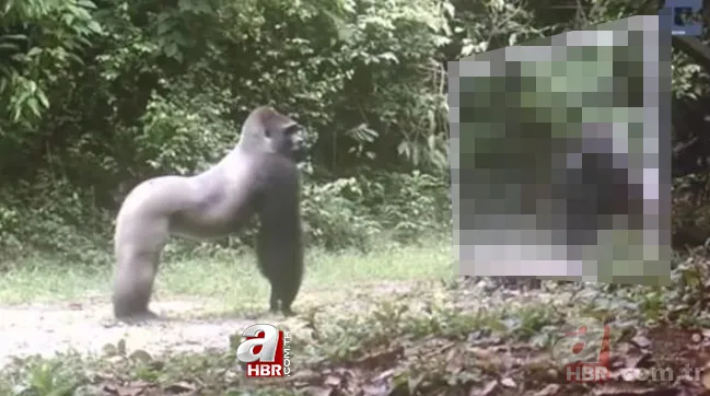 Vahşi doğada daha önce böylesi görülmedi! Goril aynada kendisini görünce saldırmaya başladı 1