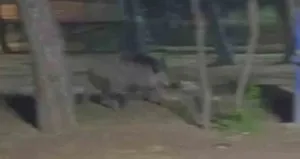 Acıkan yaban domuzu mesire alanına indi