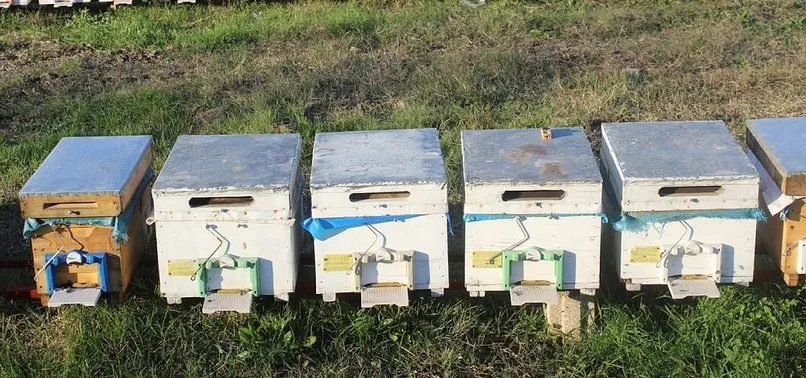 Arıcılara 67 milyon lira destekleme yapılacak