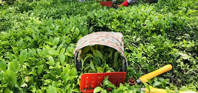 Tarım ve Orman Bakan Yumaklı’dan yaş çay alım fiyatına ilişkin yeni açıklama