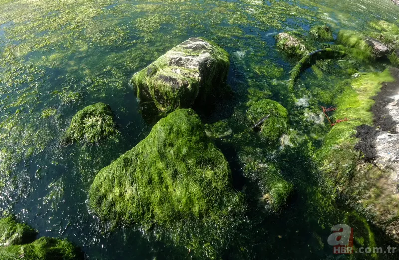 CHP'li Tunç Soyer'in "Yüzülebilir hale gelecek" dediği İzmir Körfezi çevre felaketi uyarısı veriyor 11