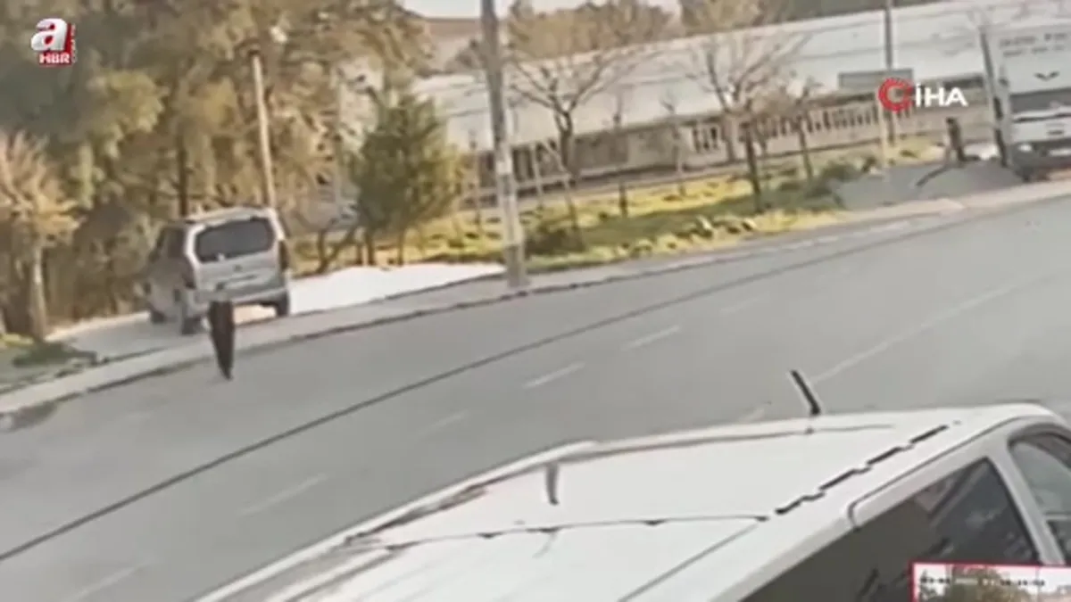 İzmir'de yine sokak köpeği çocuğa saldırı