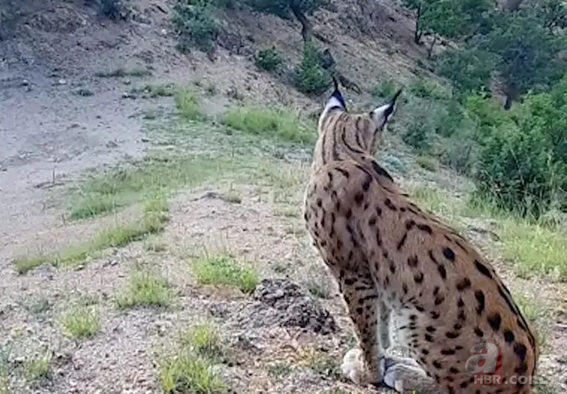 Fotokapanlardan belgeselleri aratmayan görüntüler! 1