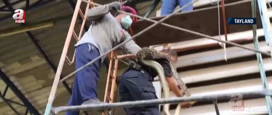 Fabrikada dev piton paniği! Yılan avcısı genç kadın... 5