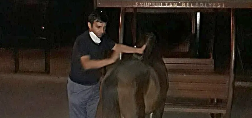 Ölüme terk edilmişti! Sahipsiz at Eyüpsultan Belediyesi tarafından kurtarıldı