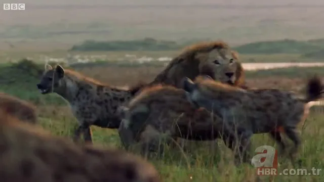 İzmir'de sırtlan paniği! "Tire canavarı" korku salıyor 14