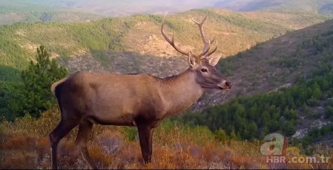 Kurt sürüsü köpeğe böyle saldırdı! Sahibi… 7