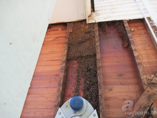 Evinin duvarından gelen garip sesler arttı! Termal kamerayla bakınca şoka girdi 18