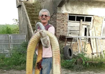 Sinop'ta dev yılan paniği! Torunlarına saldırdı...