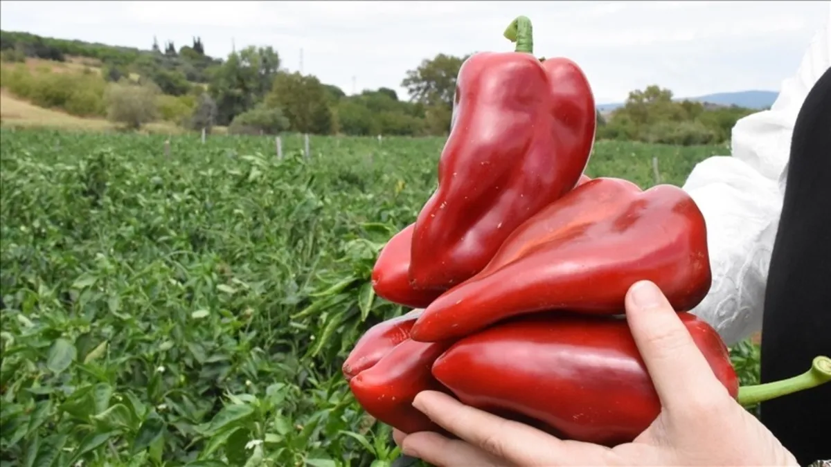 7 liradan alıp 200 liraya sattılar: 243 işletmeye 139 milyon TL ceza