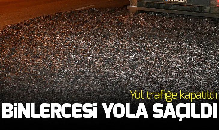 Tonlarca hamsi yola saçıldı, kepçe ile toplandı