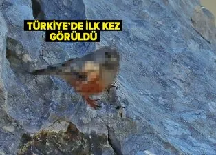 Son dakika: Türkiye'de ilk kez görüldü! Heyecanlandıran keşif! İşte yeni tür