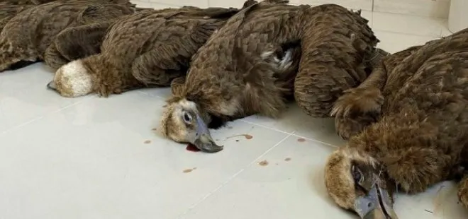 Nesli tükenmekte olan 7 kara akbaba zehirli etten öldü