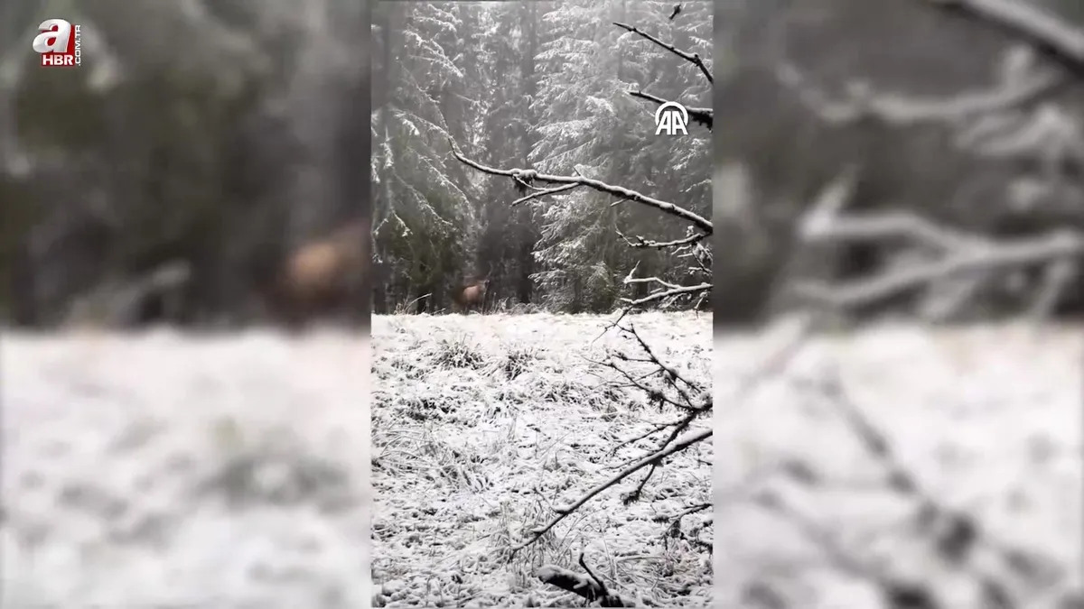 Karlı ormanda yürüyen kızıl geyik kamerada
