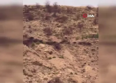 Domuz sürüsü böyle görüntülendi