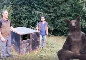 Fenomen ayı 'Balkız' doğaya salındı