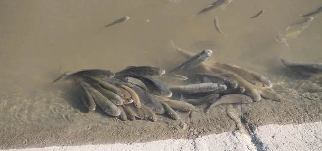 Yeşilırmak'ta korkutan manzara! Toplu balık ölümleri tedirgin ediyor