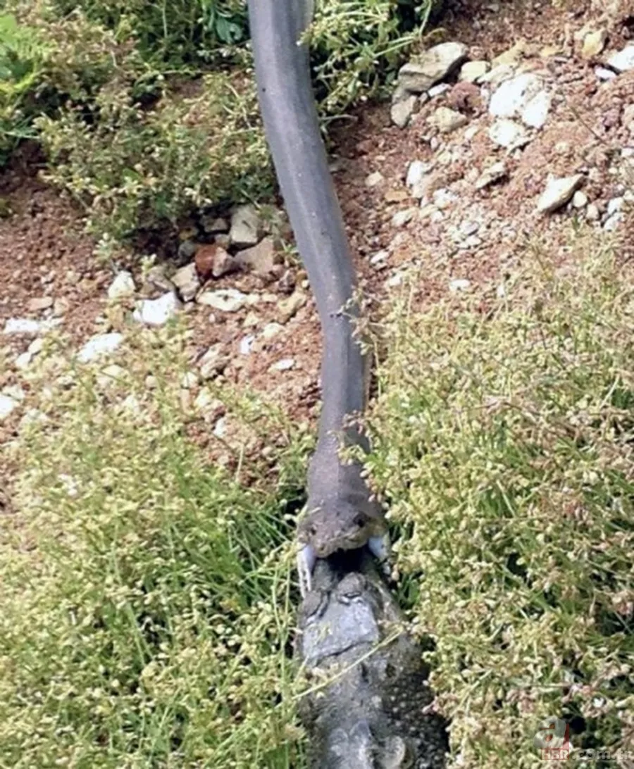 Dev piton ile timsahın yaşam savaşı! O anlar böyle görüntülendi... 13