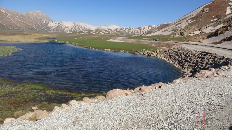 Görüntüler Türkiye'den... Diyarbakır'da 2 metrelik yılanların dansı kamerada 3