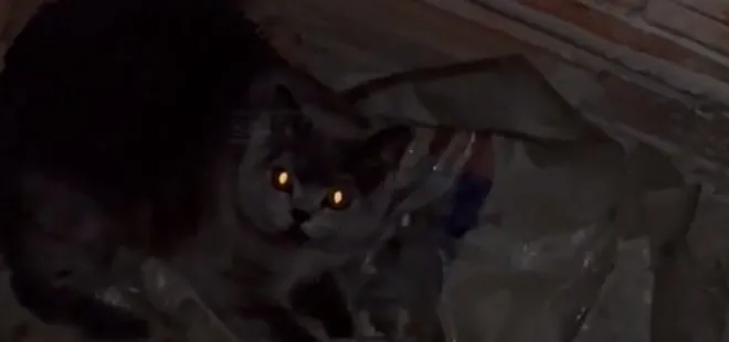 Mersin’de havalandırma boşluğuna düşen kedi itfaiye ekiplerince kurtarıldı