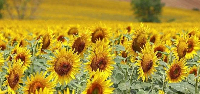 Tekirdağ'da ayçiçeği tarlaları sürücülere renkli manzara sunuyor