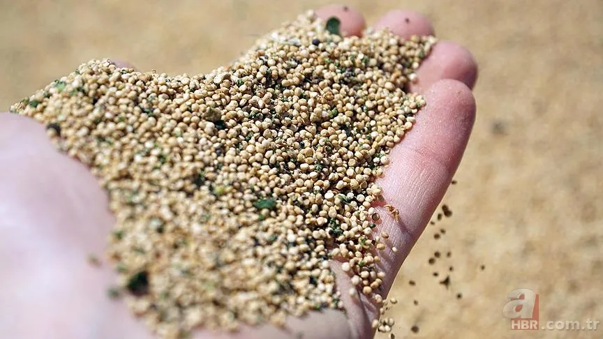 İştahı kapatıyor fazla yağı eritiyor! Kilo verdiren 8 besin... 8