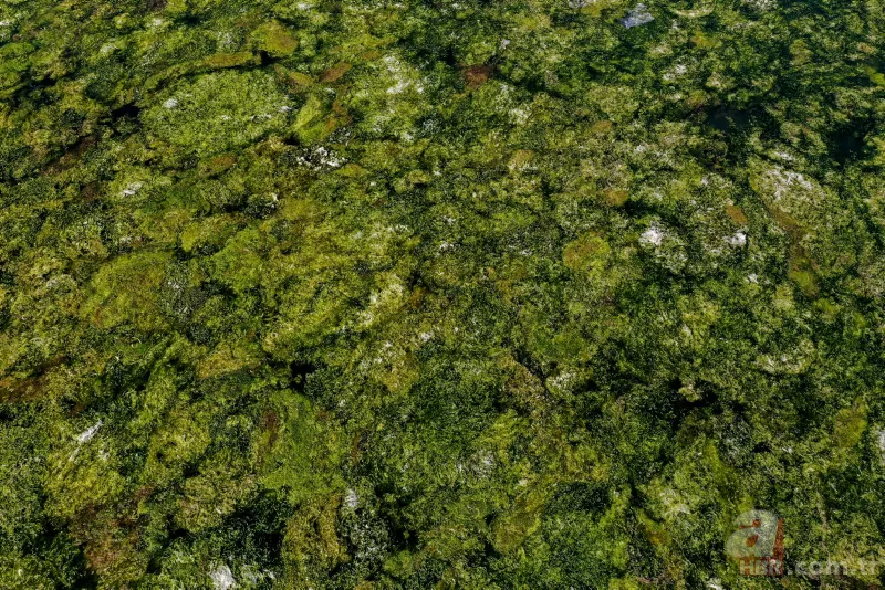 CHP'li Tunç Soyer'in "Yüzülebilir hale gelecek" dediği İzmir Körfezi çevre felaketi uyarısı veriyor 20