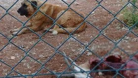 Köpekler koruma altındaki ceylanları parçalayarak yedi