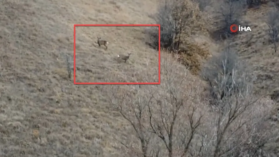 Erzincan’da iki kızıl geyik böyle görüntülendi