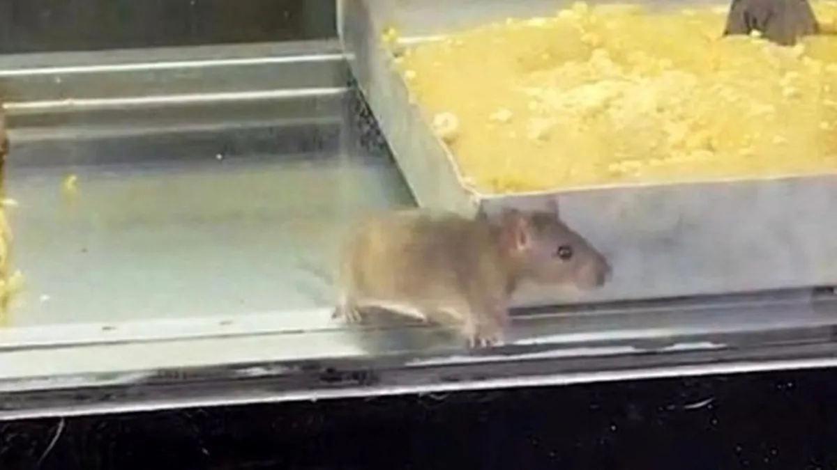 Börekçide mide bulandıran anlar! Tezgahta fare cirit attı