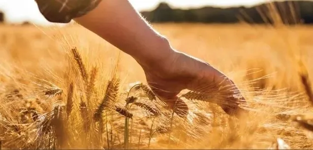 Mazot ve gübre desteği ödemeleri yattı mı? 23-24 Ekim mazot ve gübre desteği ne zaman yatacak? - 3