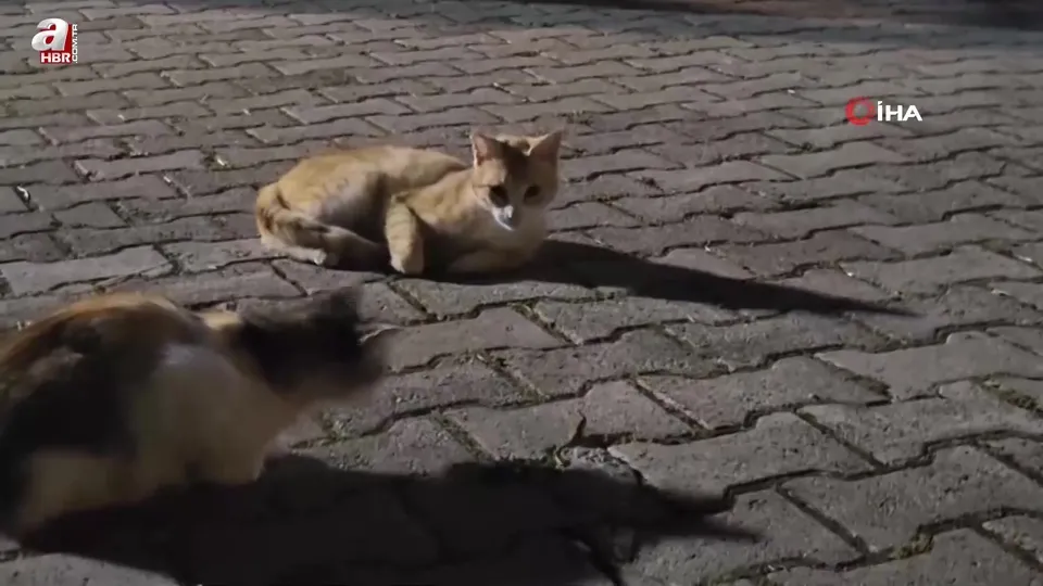 Kedilerin çıyanla tehlikeli oyunu