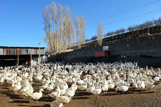 Vanlı siyasal mezunu Cihat Çiftçi kaz yetiştiricisi oldu! Yurt içi ve yurt dışına civciv göndermeye başladı - 4