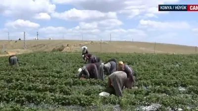 Hüyük çileğinde hasat vakti!