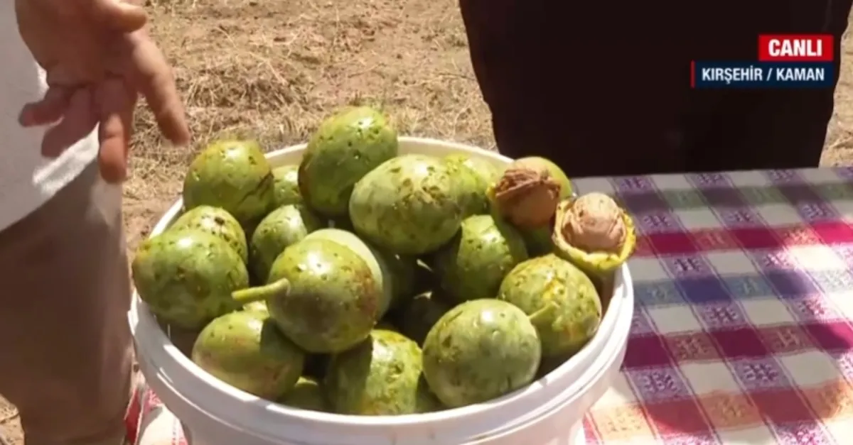 Kırşehir’de Kaman cevizi için hasat zamanı