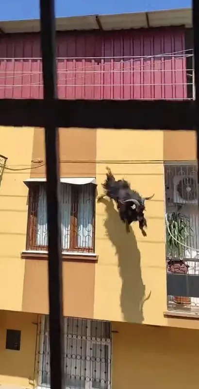 Kurbanlık keçi çatıya kaçtı! Sonu böyle oldu! İşte o anlar - 3