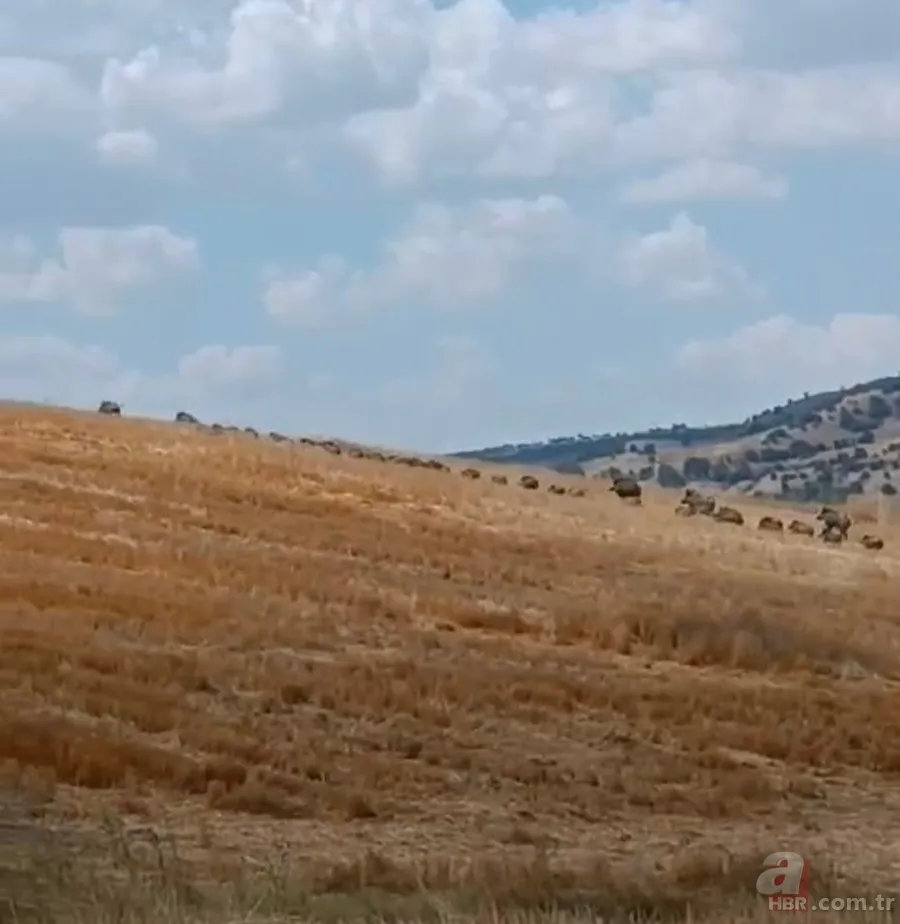 Arazide dolaşan vatandaş şoke oldu: Daha önce bu kadar kalabalık görüntülenmemişti 1