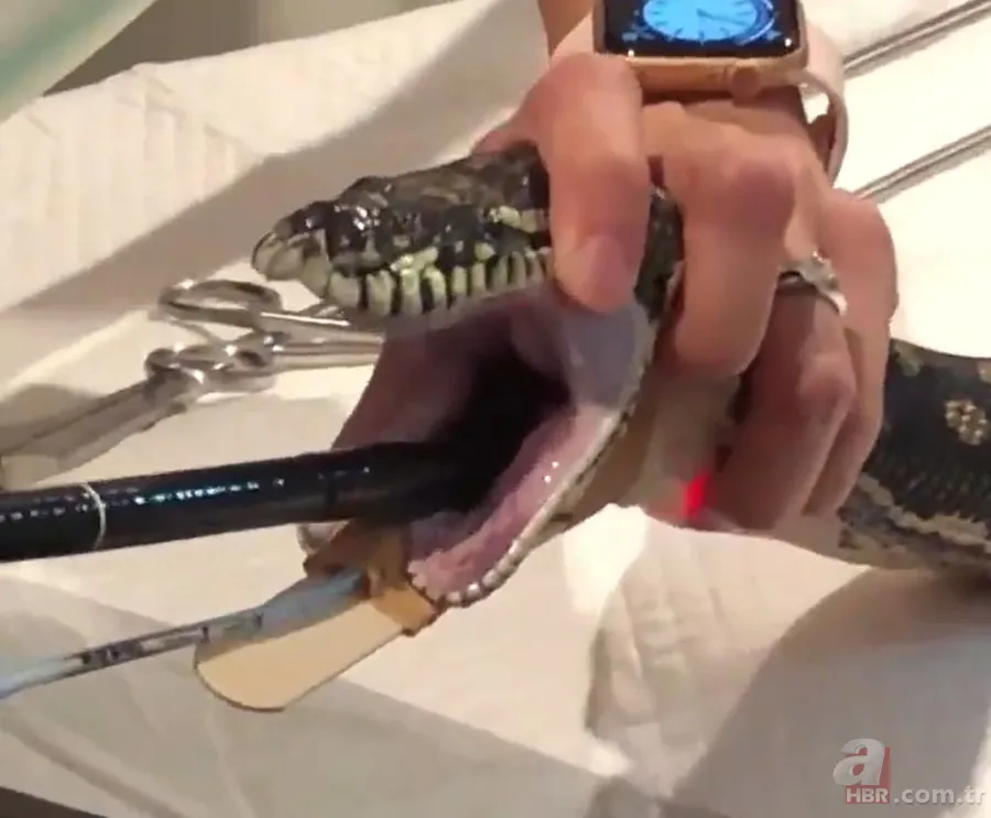 Bir yılan bunu neden yer? Pitonu ameliyat eden veterinerlerden sevinç çığlıkları 5