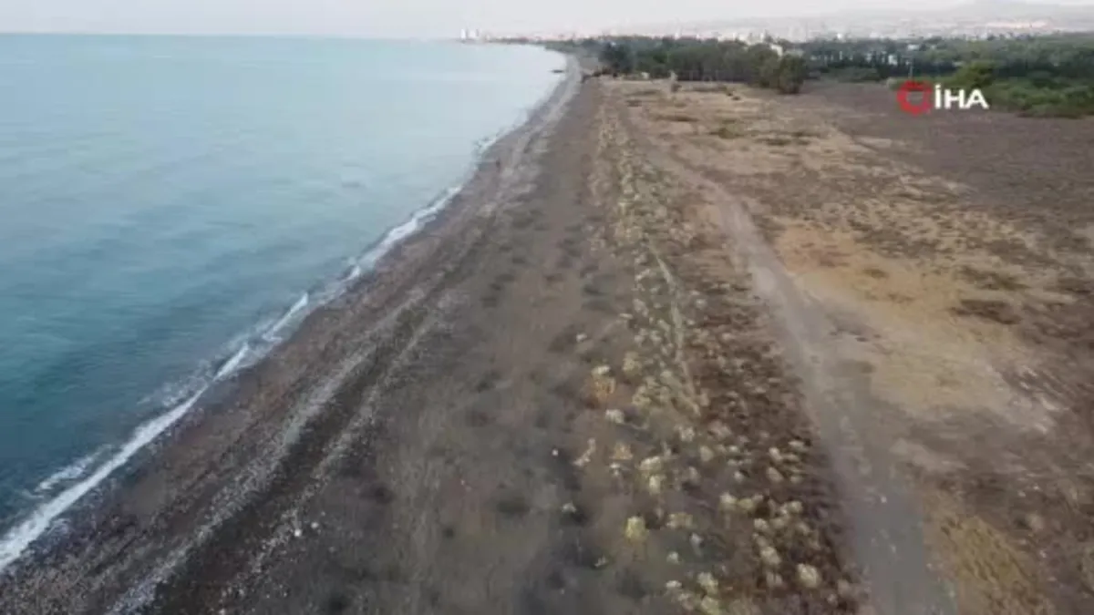 Mersin'de Sahiller kum zambaklarıyla doldu