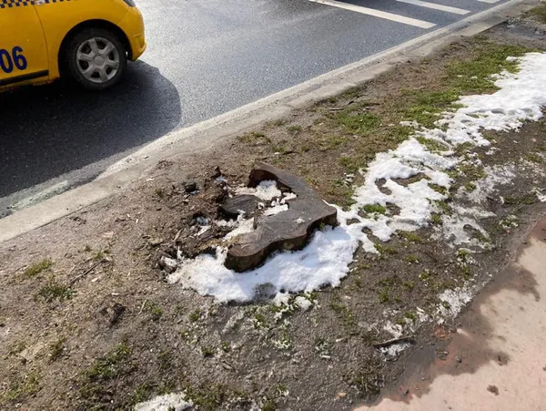 CHP’li İBB asırlık çınarları tek tek kesti! İhmal iddiası: Bakım budamaları hastalığın yayılmasına neden oldu