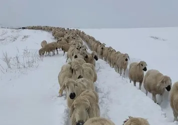 Sivas'ta yüzlerce koyun donmaktan son anda kurtuldu