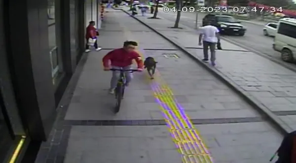 sakaryada-basibos-kopek-dehseti-panikle-kacarken-yayaya-carpti-1695130557698.jpg Sakarya'da başıboş köpek dehşeti! Panikle kaçarken yayaya çarptı - 2
