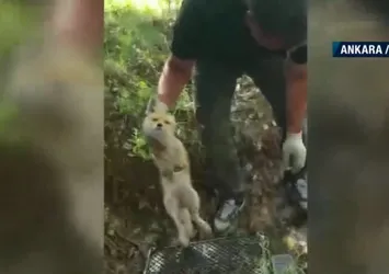 Yavru tilki köpeklerin saldırısına uğradı