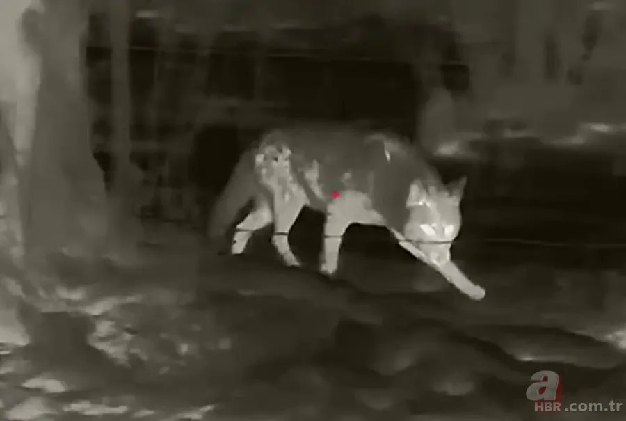 Kurtlar inek çiftliğini bastı! Sığırlarını kaybeden sahibi çözümü katliamda buldu | Bu görüntüler dehşete düşürdü 15