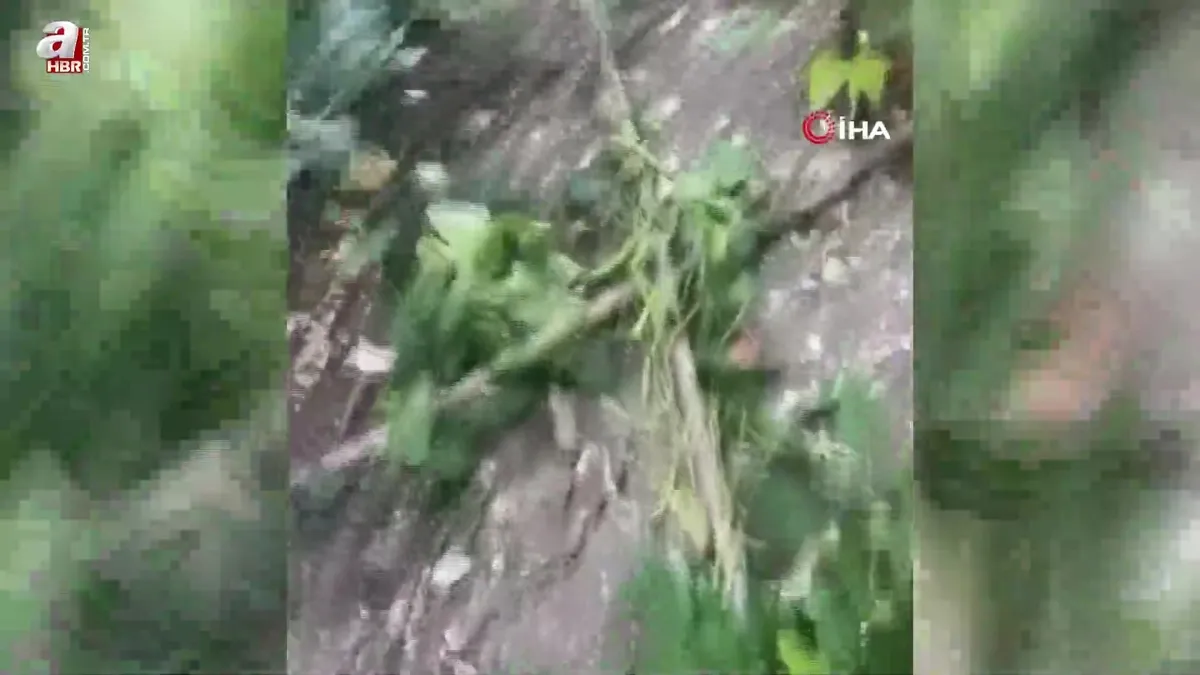 Gerze'de ayı endişesi