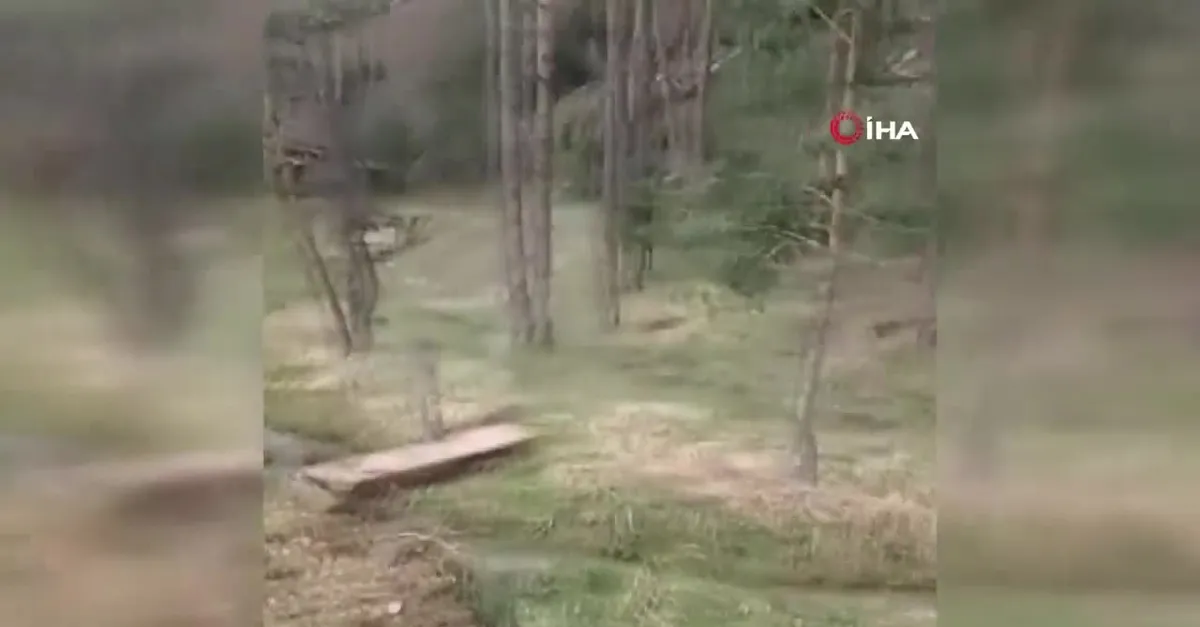Hortum ağaçları kökünden söktü