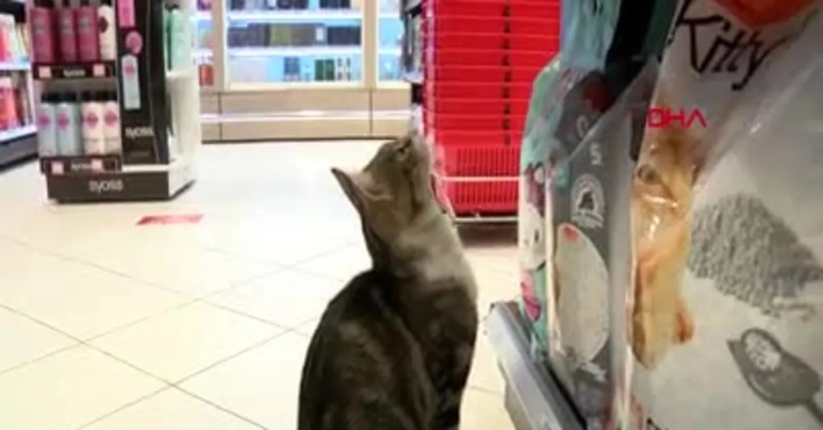 Kadıköy'de Gülme krizine sokan kedi